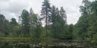 отражающийся в воде лес - Петрозаводск говорит