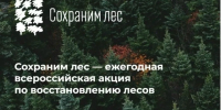 В этом году Севприроднадзор высадит свыше 7 тысяч лесных деревьев - Правительство Севастополя