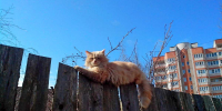 Сами жители будут решать, каким будет их двор. - Новгородские Ведомости