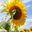 Сегодня во Владивостоке до +27 °C - NewsVl.Ru