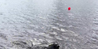 Крошик из Фонда балтийской нерпы отправился в большую воду - Петербургский дневник