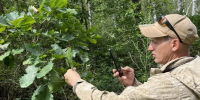Итоги проведения работ по выборочным наземным наблюдениям за санитарным и лесопатологическим состоянием в Зейском и Шимановском лесничествах Амурской области. - Рослесозащита