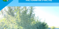 Избавляйтесь от запрещённых растений на участке - Беловский район