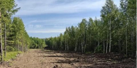 3,9 км противопожарных полос создали вокруг Усть-Илимска по требованию прокуратуры - Baikal24.Ru
