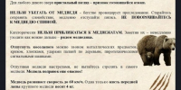 Правила поведения при встрече с медведем. - Бийский район