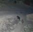 На городском кладбище Советского замечены медведи (ВИДЕО) - 2Goroda.Ru