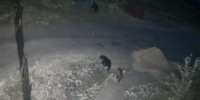 На городском кладбище Советского замечены медведи (ВИДЕО) - 2Goroda.Ru