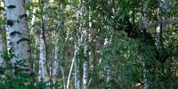 Фото: max.ru/id2801138780_gos - Амурское областное телевидение