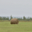 В Якутии заготовили более 259 тысяч тонн сена - Yakutia-Daily.Ru