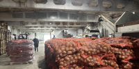 Аграрии Сосновоборского округа приступили к сбору картофеля - Газета Рабочий