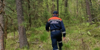 В Красноярском крае спасатели две недели ищут пожилого грибника - Комсомольская Правда