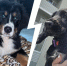 Владельцы собак сообщили о гибели своих питомцев после вакцинации | Источник: Жанна Васильева, Наталья Ефимова - 29.Ru