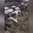 В Свечинском районе спасают 280 коз после банкротства сельхозпредприятия - ProGorod.Ru