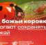 Минобрнауки России. Божьи коровки: природные защитники урожая - ВолгГТУ