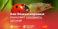 Минобрнауки России. Божьи коровки: природные защитники урожая - ВолгГТУ