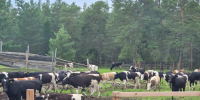 Строительство объектов малых мощностей повысит продуктивность КРС в Мирнинском районе - Министерство сельского хозяйства