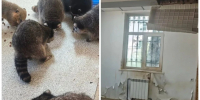 В Екатеринбурге в кафе «Лесная братва» еноты жили в одной комнате и ели с пола - КП Екатеринбург