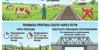 Памятка  по выпасу сельскохозяйственного скота вблизи железнодорожных путей и правила его прогона - Бабаюртовские вести