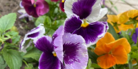 Фото: News29 - News29.Ru