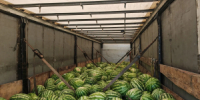 Ввоз более  400 тонн свежей плодоовощной продукции проконтролировал Россельхознадзор в Кузбассе - ИА Новости Кузбасса