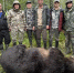 В Республике Алтай за двое суток ликвидировали 12 опасных медведей - 1-LINE