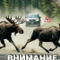  ВНИМАНИЕ НА ДОРОГУ! - Газета Приозерские ведомости