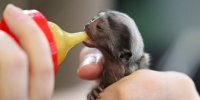 Тамарины, марал и редкие птенцы появились на свет в нижегородском зоопарке - фото 1 - vGorodeN.Ru