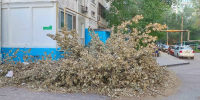 Спилили и забыли: двор на Н. Островского превращается в свалку из‑за чиновничьей неразберихи - ЛДПР