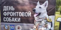 Хвостатые герои - Курская правда