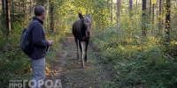 Жителей Марий Эл предупредили об опасности в лесах из-за лосей - Pg12.Ru