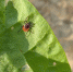 Названо количество пострадавших от укусов клещей в Краснодарском крае с начала года - Кубанские Новости