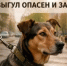 Самовыгул животных запрещен! - Вольский район