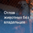 Администрация Луганска напоминает, куда и как заявить о животных без хозяина - Город Луганск