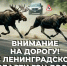 В Ленобласти водителей предупредили об опасности столкновений с лосями - 47Channel.Ru