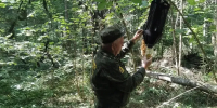 В Наро‑Фоминском лесничестве борются с большим еловым усачом - Администрация Наро-Фоминского г.о.