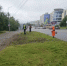 В Мурманске продолжают плановый покос борщевика на городских территориях - Вечерний Мурманск
