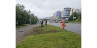 В Мурманске продолжают плановый покос борщевика на городских территориях - Вечерний Мурманск