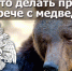 Что делать при встрече с медведем?. - Администрация г. Новоалтайск
