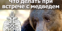 Что делать при встрече с медведем?. - Администрация г. Новоалтайск
