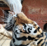 l7BMphaIIG_QNbkmZHF1r59LExKXw1NekF7ao4QNm5IZ8TDNwl3NR4Q9fcsCdUDdl7oh-Bi9MYUnCagU_JkITW7I - Известия Мордовии