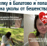 Пермячка покормила белку в Балатово и попала на уколы от бешенства - VikiPerm.Com