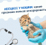 Абсцесс у кошки - Департамент ветеринарии