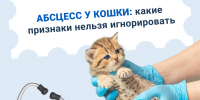 Абсцесс у кошки - Департамент ветеринарии