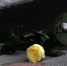 Паралимпийца из Омска посмертно наградили орденом Мужества - Om1.Ru