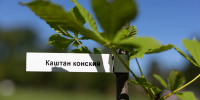 В парке Александрия высадили 10 саженцев к 200-летию дворцово-паркового ансамбля и месяцу осознанности - tvspb.ru - ТК Санкт-Петербург