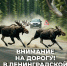 Около 270 ДТП в год: водителей Ленобласти предупредили о лосях на трассах - Online47.Ru
