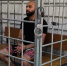 Суд Волгограда рассмотрит ходатайство об аресте бойца поп-ММА Коваленко - ИА Высота 102.0