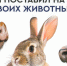 Россельхознадзор обращает внимание. - Котласский МО
