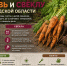 Когда копать морковь и свёклу в Ленобласти: сроки уборки - SyasNews.Ru