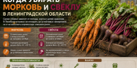 Когда копать морковь и свёклу в Ленобласти: сроки уборки - SyasNews.Ru